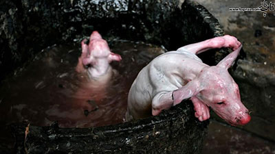 کندن پوست حیوانات زنده در چین برای لباس پوست