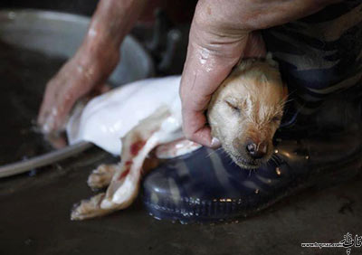 کندن پوست حیوانات زنده در چین برای لباس پوست