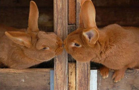 عکس های جالب و عاشقانه بوسیدن حیوانات