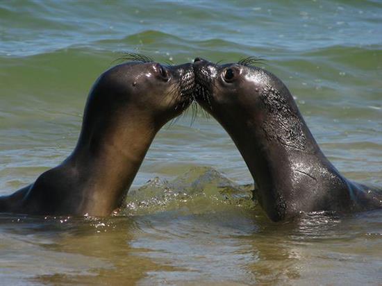 عکس های جالب و عاشقانه بوسیدن حیوانات