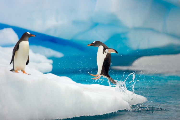 پنگوئن ها در جنوبگان