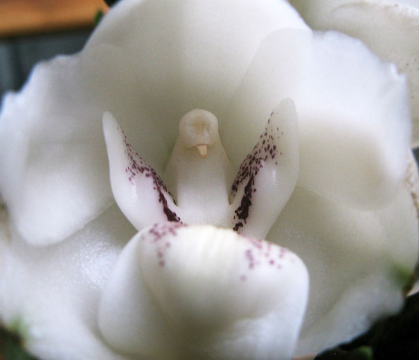 flowers-look-like-animals-people-monkeys-orchids-pareidolia-43