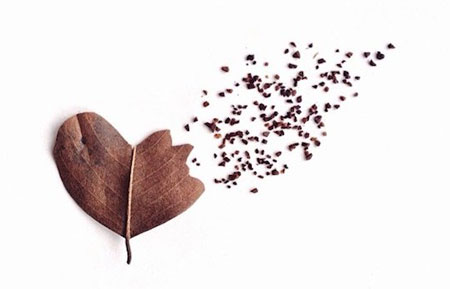 عکس های جالب هنرنمایی با دانه های قهوه
