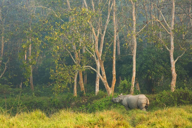پارک ملی چیتوان-Chitwan-National-Park