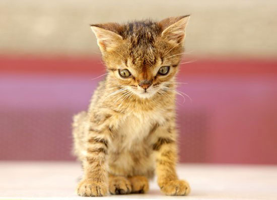 عکس های جالب گربه ای که دارای سندروم داون است!