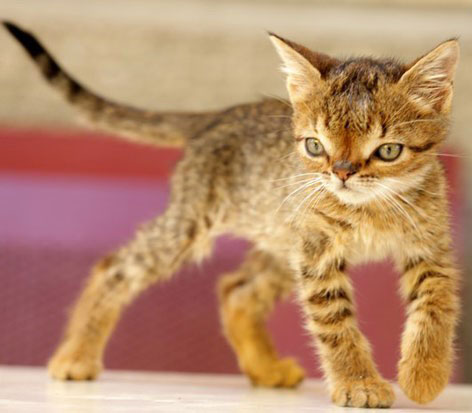 عکس های جالب گربه ای که دارای سندروم داون است!