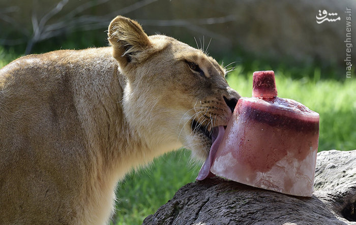 عکس های بامزه و جالب حیوانات در حال خوردن بستنی یخی!