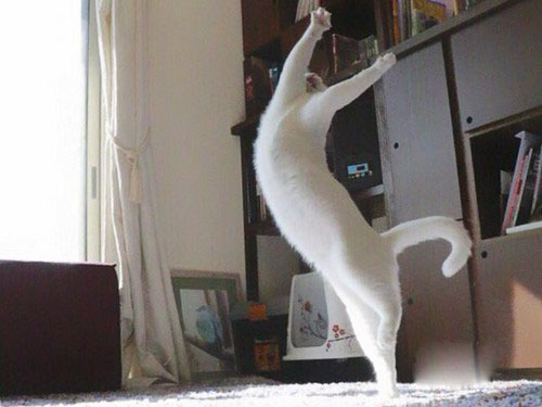 عکس های جالب و خنده دار گربه رقاص!