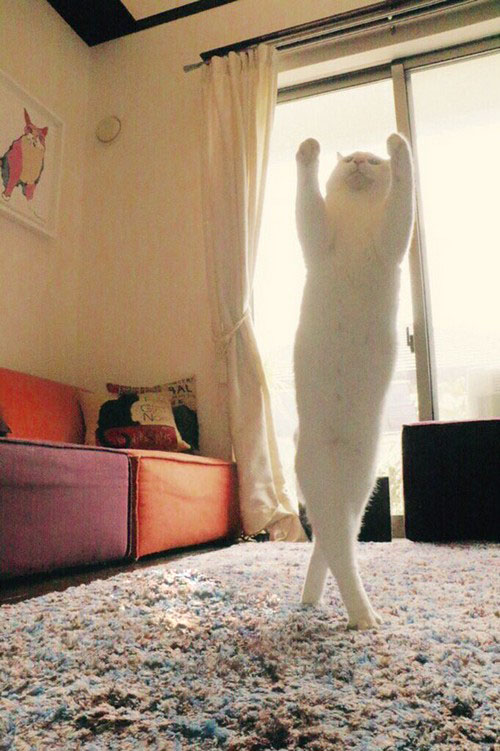 عکس های جالب و خنده دار گربه رقاص!