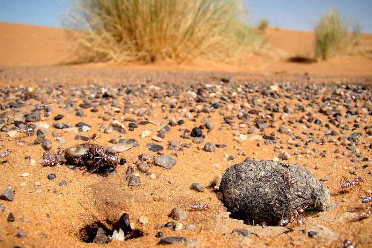 مورچه نقره ای صحرای بزرگ آفریقا