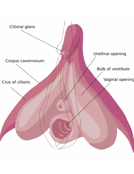 clitoris anatomy labeled en.svg