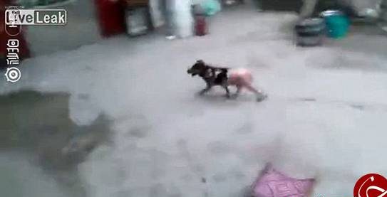 کار عجیب و وحشتناک پختن سگ زنده و کندن پوست سگ توسط مرد چینی! + تصاویر