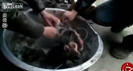 کار عجیب و وحشتناک پختن سگ زنده و کندن پوست سگ توسط مرد چینی! + تصاویر