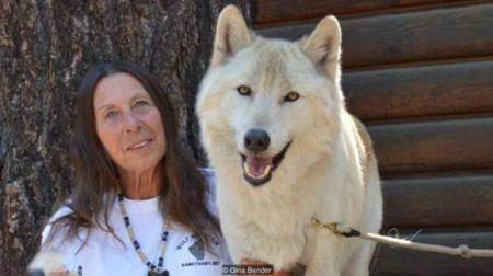 این زن عاشقانه در کنار گرگ هایش زندگی می کند! + تصاویر زن و گرگ ها