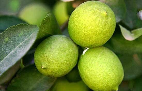 با این ترکیب جادویی پوست صاف و شفاف داشته باشید