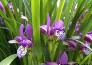 گیاه رنبق