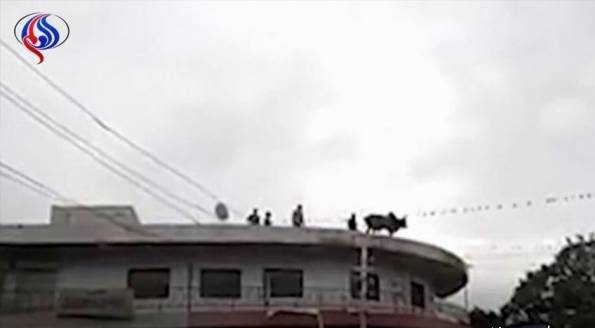 گاو هندی افسرده از بالای ساختمان به پایین پرید و خودکشی کرد! + عکس