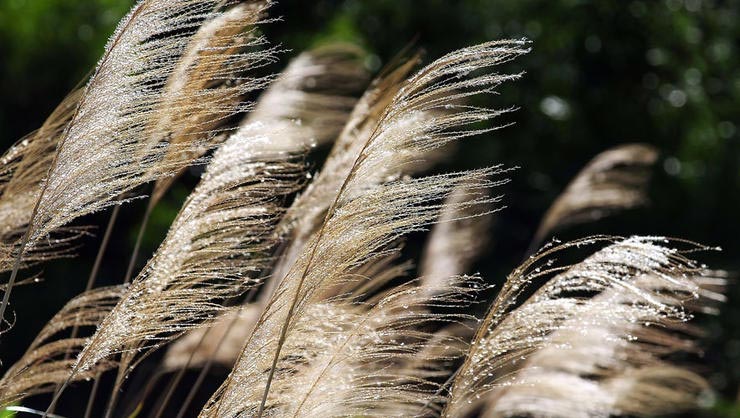 Chinese Silver Grass