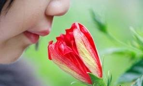بو کردن گل, بوییدن گل, استشمام بوی گل