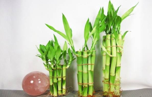 گیاه بامبو