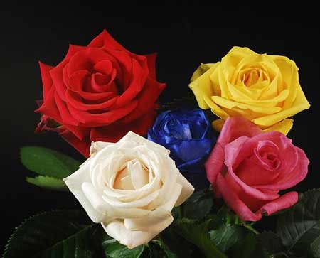 عکس های زیبا و انرژی دهنده گل های رنگارنگ برای پروفایل