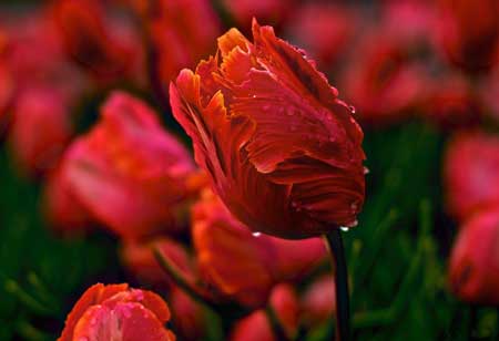 عکس های زیبا و انرژی دهنده گل های رنگارنگ برای پروفایل