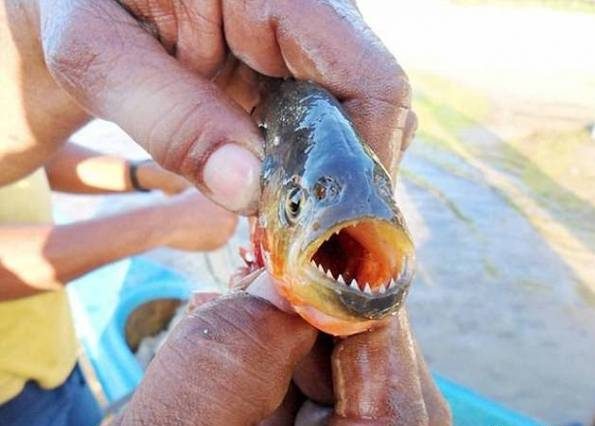حمله ماهی های پیرانا به یک زن گردشگر در حال شنا
