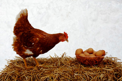 تست هوش تعداد تخم مرغ ها و مرغ