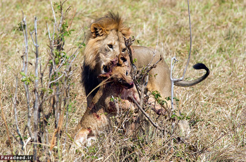 تصاویر باورنکردنی از کشتن و خوردن توله شیر توسط شیر نر 