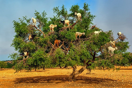 درختان پر از بز؛ جاذبه عجیب و جالب گردشگری در کشور مارکش