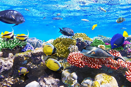 تصاویر دریای سرخ یکی از عجایب زیبای زیر آب در دنیا
