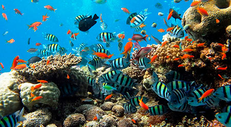 تصاویر دریای سرخ یکی از عجایب زیبای زیر آب در دنیا