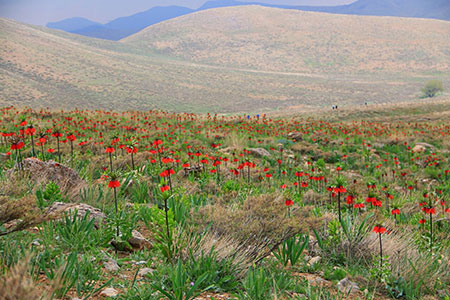 دشت لاله‌های واژگون گلستان‌ کوه خوانسار