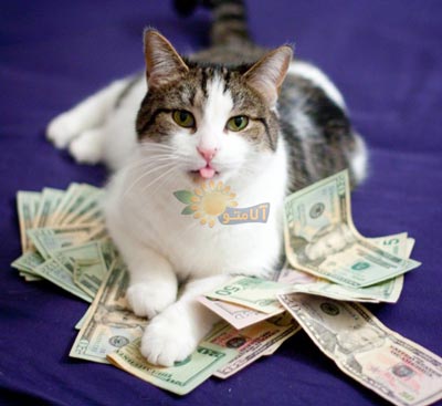 گربه پولدار