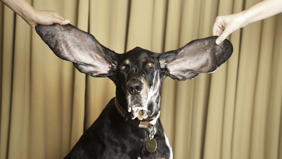سگی که بزرگترین گوشها را دارد