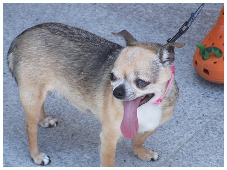 تصاویری از جشنواره زشت ترین سگ ها
