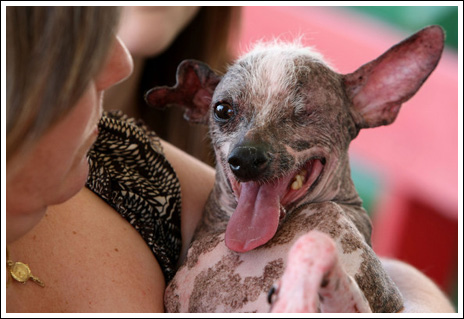 تصاویری از جشنواره زشت ترین سگ ها