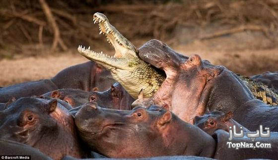 تصاویری جالب از حمله اسب های آبی به تمساح