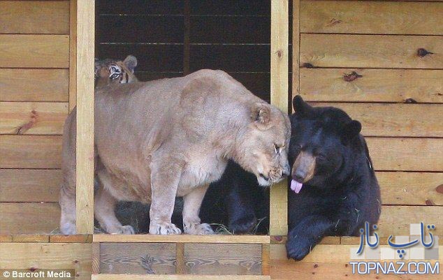 زندگی جالب خرس، شیر و ببر کنار هم