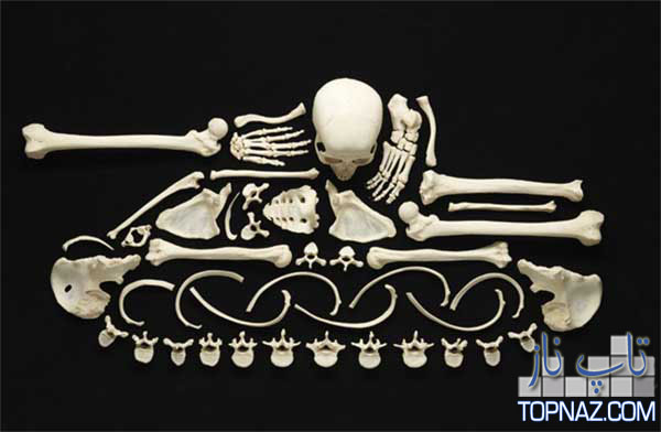 هنرنمایی جالب با استخوان های انسان