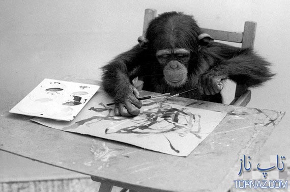 شامپانزه نقاش