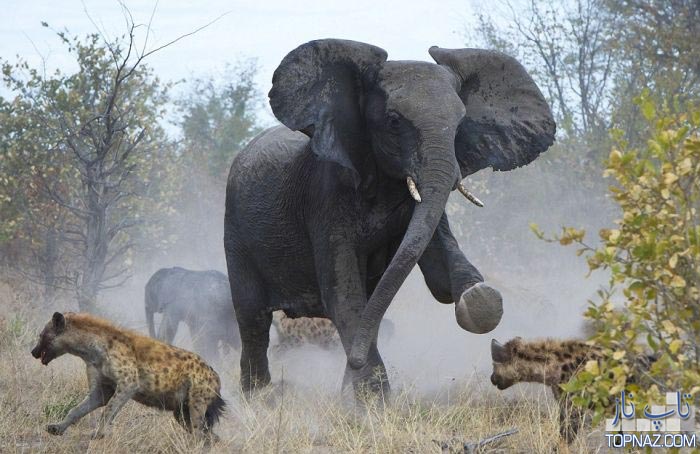جدال فیل با کفتارها