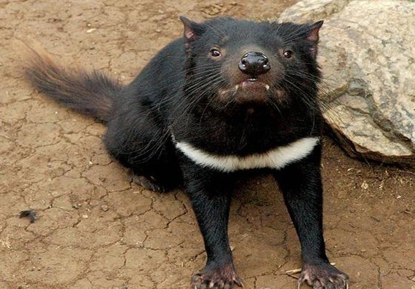 شیطان تاسمانی