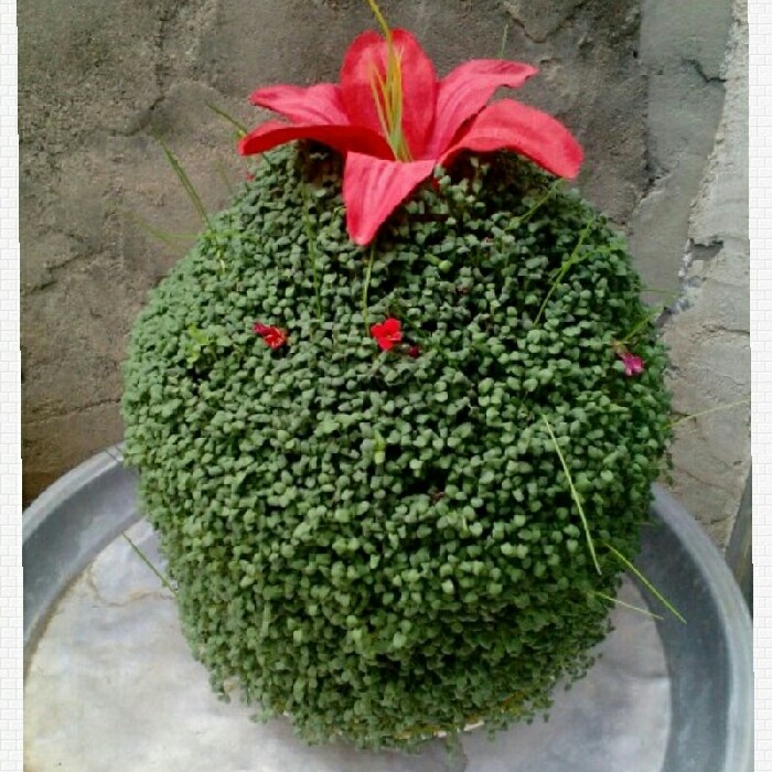 سبزه روی کوزه