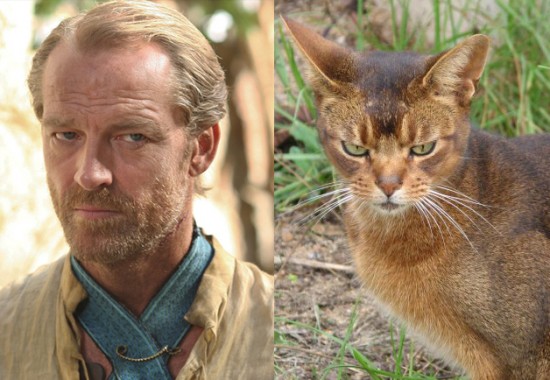 Game-Of-Thrones-Characters-as-Cats-14-550x380