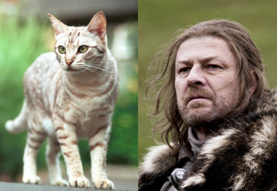 Game-Of-Thrones-Characters-as-Cats-8-550x380