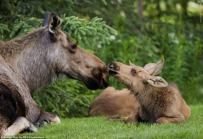 تصاویر جالب عاشقانه میان حیوانات