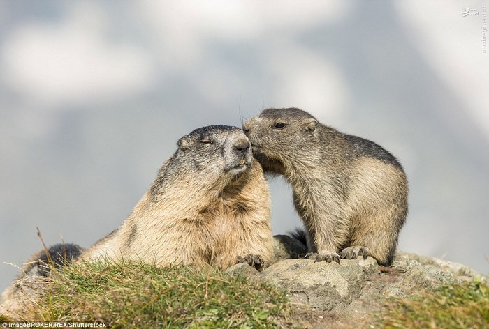 تصاویر جالب عاشقانه میان حیوانات