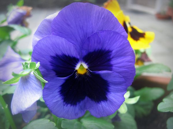 گل بنفشه گل بنفشه