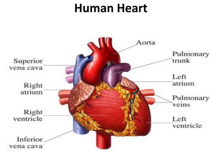 دلیل تپش قلب چیست و چه خوراکی هایی برای آن مفید است؟ 1